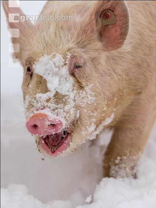 Schweine im Schnee 35