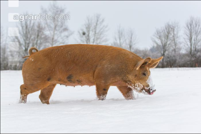Schweine im Schnee 33