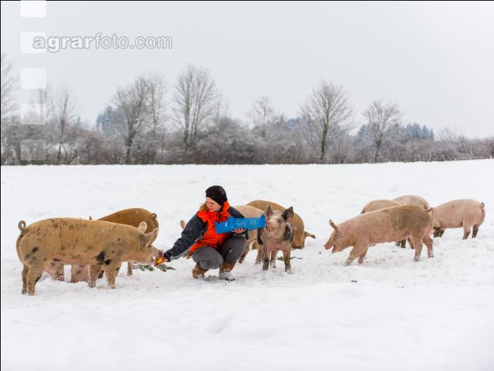 Schweine im Schnee 28