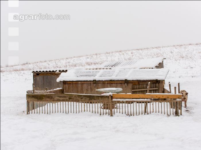 Schweine im Schnee 25