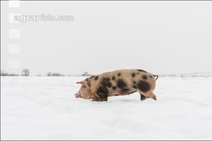 Schweine im Schnee 24