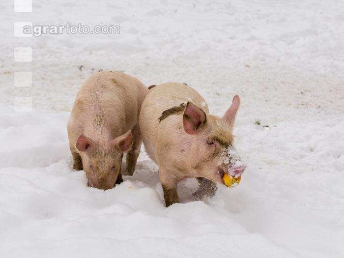 Schweine im Schnee 21