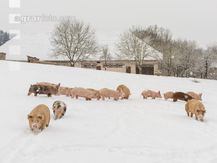 Schweine im Schnee 14