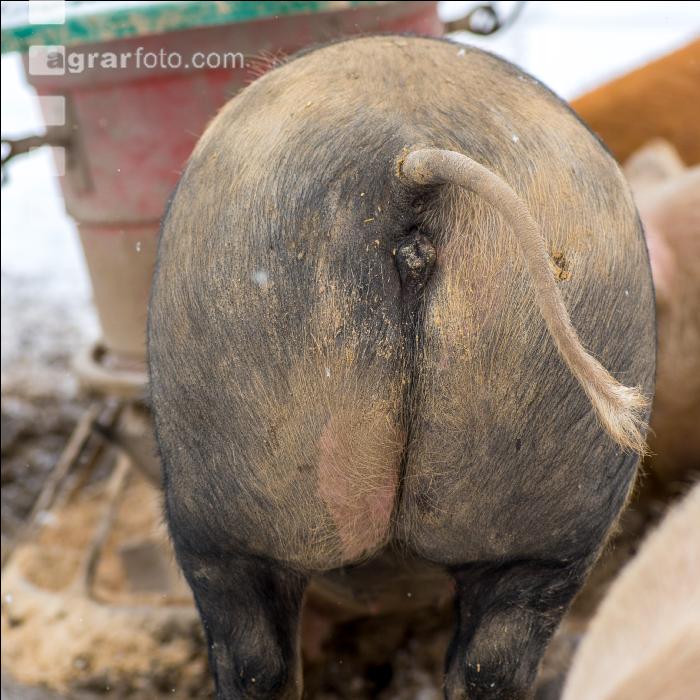 Schweine im Schnee 13