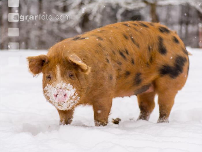 Schweine im Schnee 8