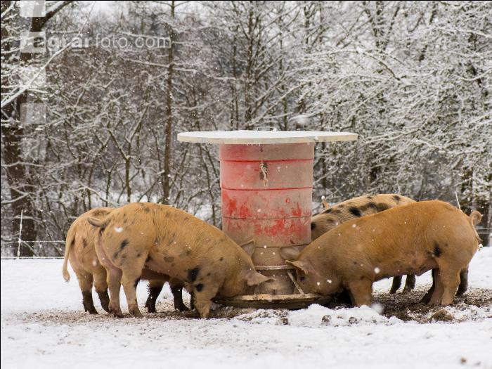 Schweine im Schnee 7
