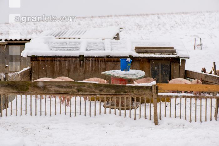 Schweine im Schnee 4