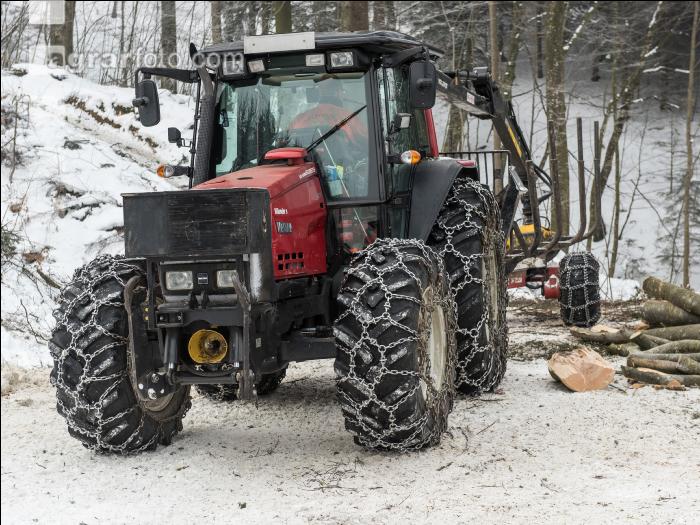 Buchen fällen 42