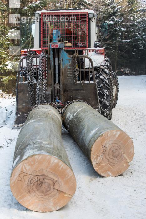 Buchen fällen 32