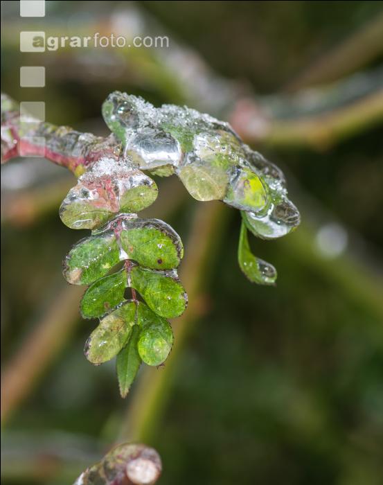 Eisregen 32