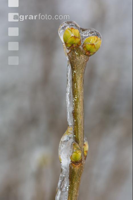 Eisregen 28