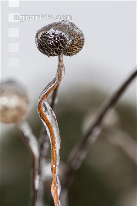 Eisregen 23