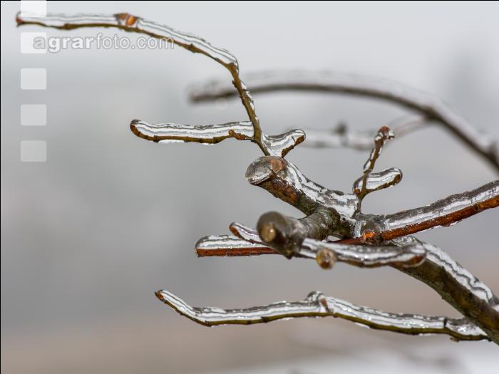 Eisregen 19