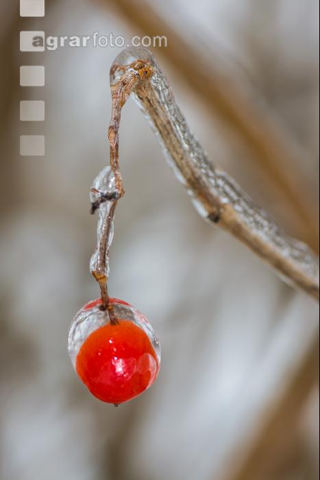 Eisregen 18