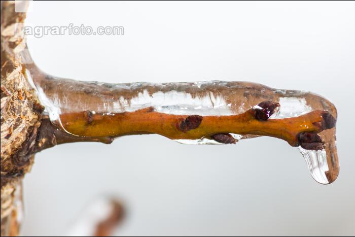 Eisregen 15