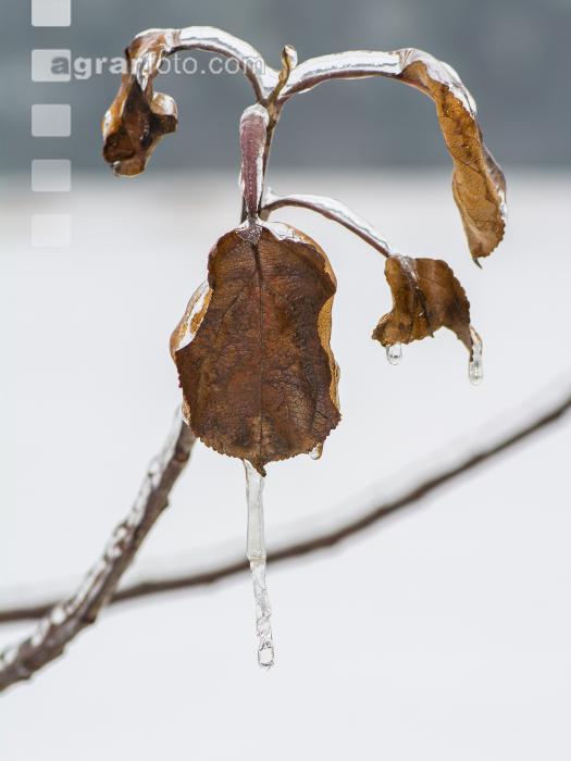 Eisregen 7