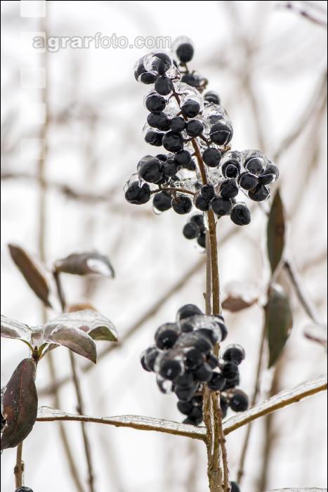 Eisregen 6