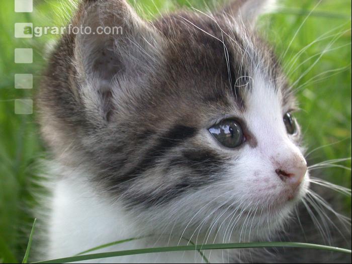 Junge Katze 1