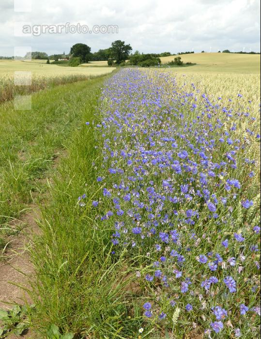 Kornblumen Feldrand 1