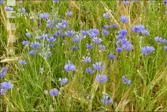 Kornblumen Gerste 1