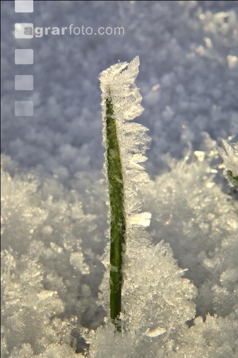 Eiskristalle Getreideblatt 2