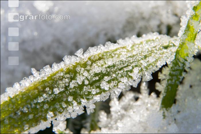 Eiskristalle Getreideblatt 1