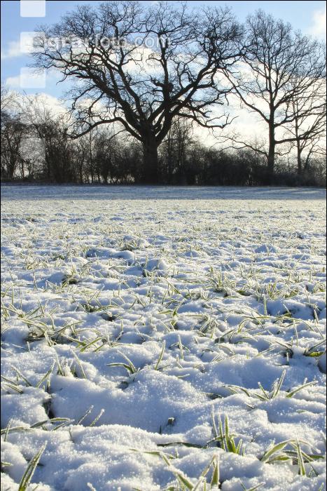Getreidefeld Winter 3