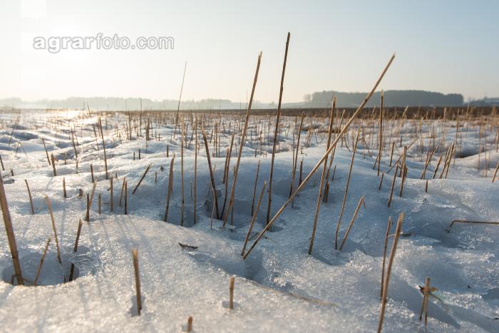 Senfstoppel im Schnee 8