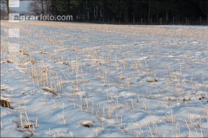 Senfstoppel im Schnee 7