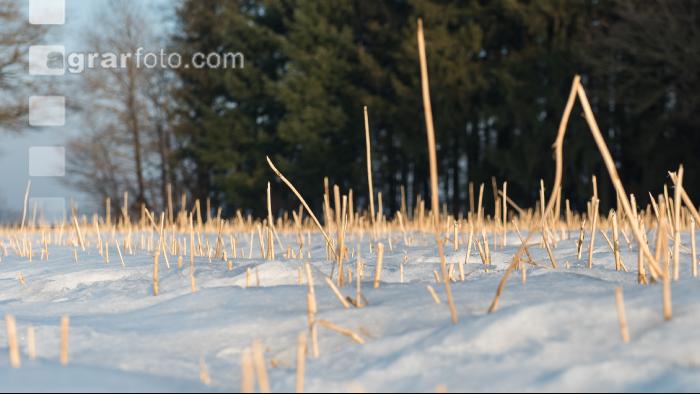 Senfstoppel im Schnee 5