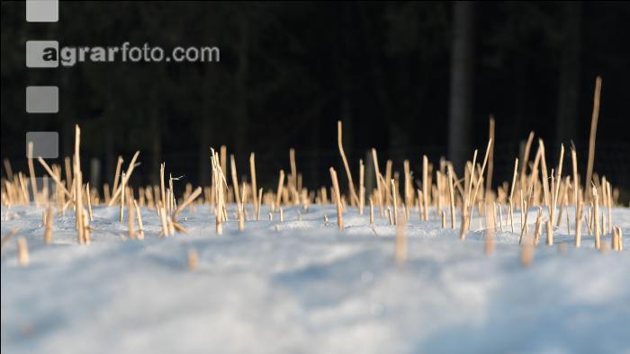 Senfstoppel im Schnee 4