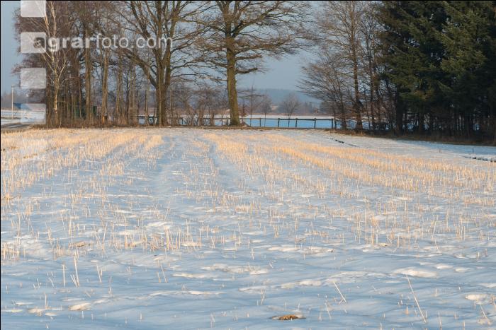 Senfstoppel im Schnee 1
