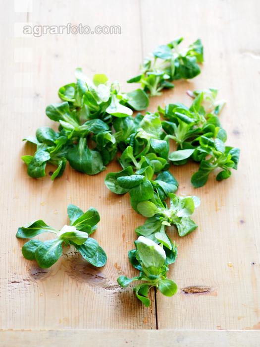 Feldsalat 2