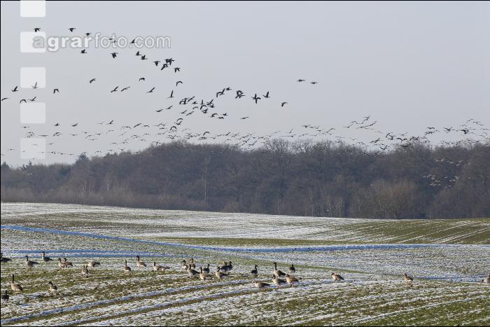 Wildgänse Getreide
