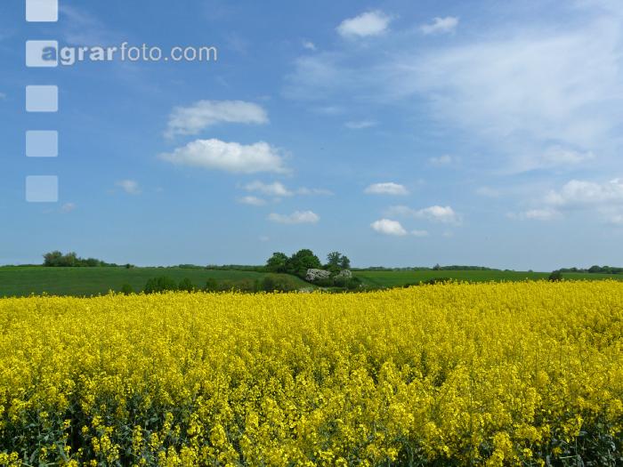Rapsblüte Mecklenburg 3