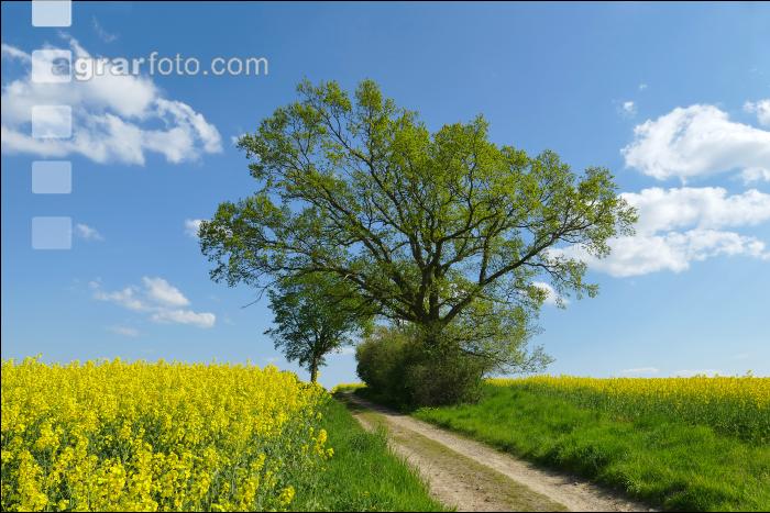 Rapsblüte Mecklenburg 5