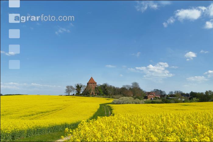 Rapsblüte Mecklenburg 4