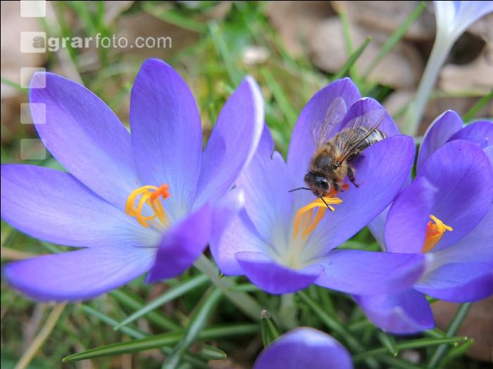 Biene Frühling 7