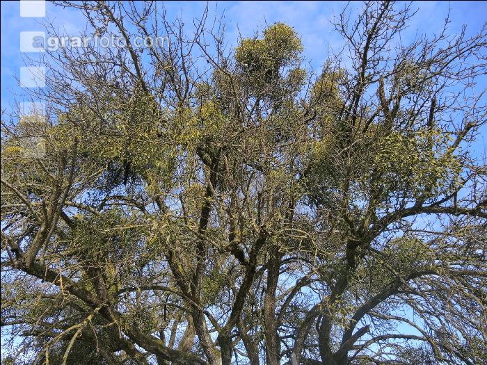 Apfelbaum Mistelbefall 1