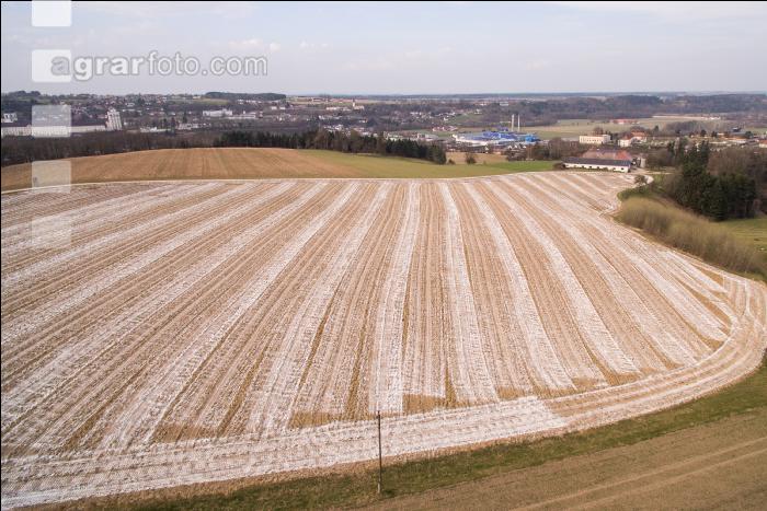Branntkalk im Frühjahr 12