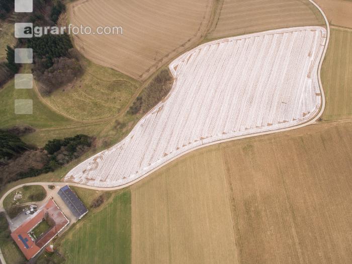 Branntkalk im Frühjahr 9