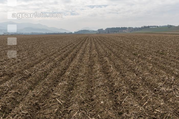 Maisernterückstände Mulch 4