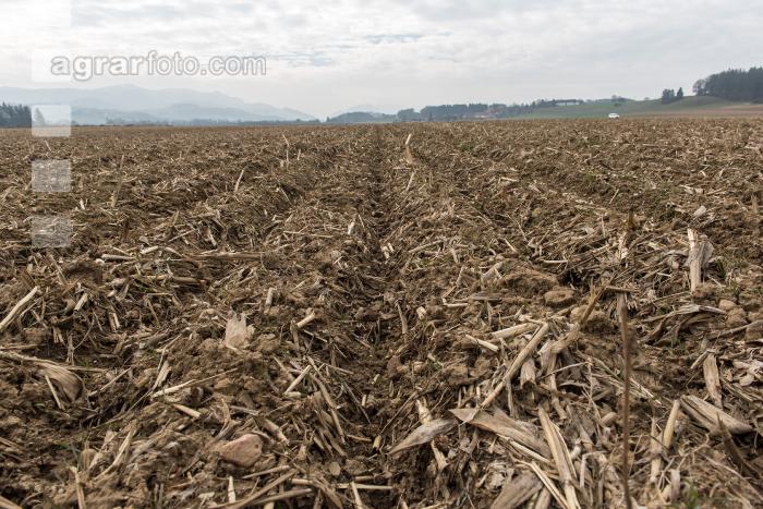 Maisernterückstände Mulch 3