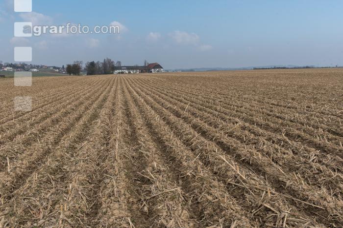 Maisernterückstände Mulch 2