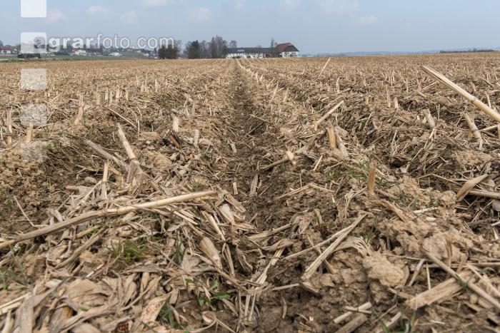 Maisernterückstände Mulch 1
