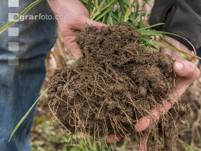 Ryegrass crumb structure 1