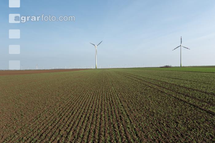 Windräder auf Ackerland 3