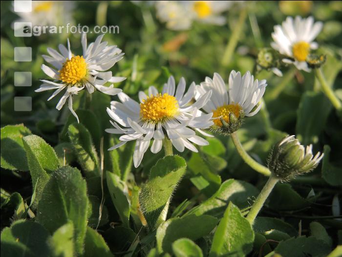 Gänseblümchen 8