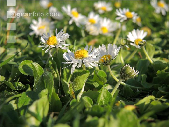 Gänseblümchen 7