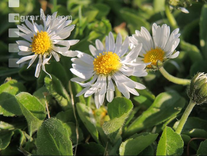 Gänseblümchen 6